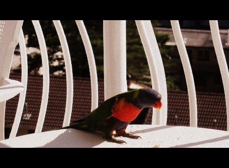 Phoenician local guest